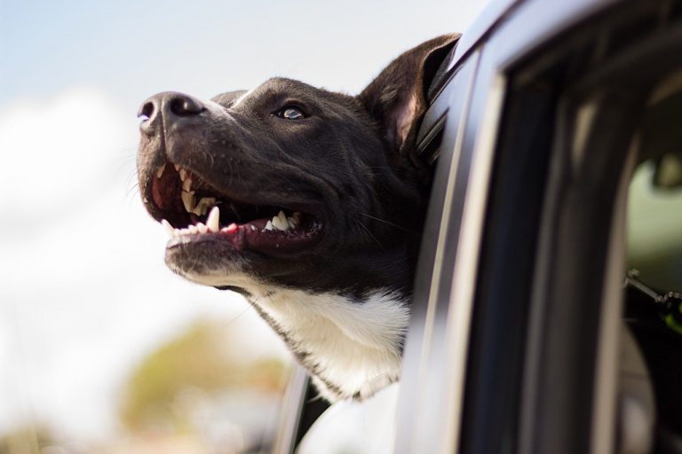 FIVE TIPS FOR KEEPING YOUR PUP SAFE IN THE CAR
