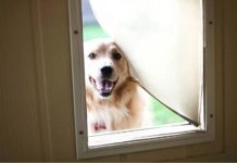 Best Pet-Safe Doggie Doors
