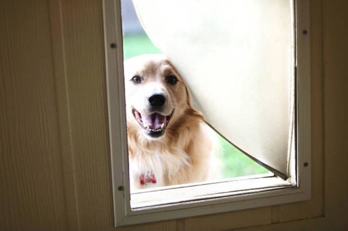 Best Pet-Safe Doggie Doors