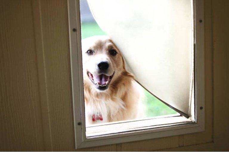 Best Pet-Safe Doggie Doors
