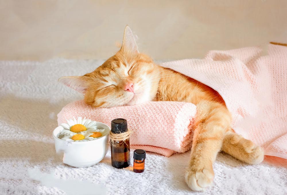 Are Essential Oils Safe For Cats