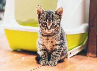 Best Kitten Litter Box
