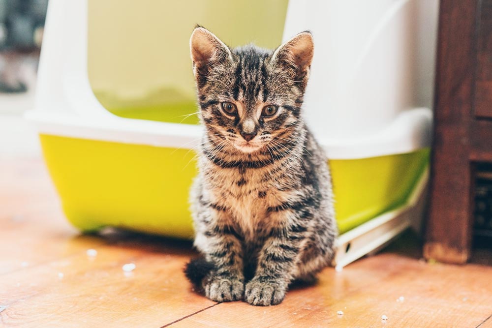 Best Kitten Litter Box