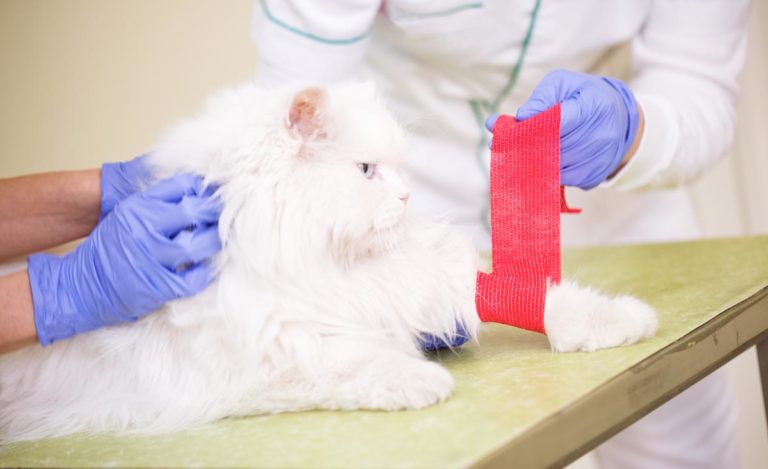 Can You Put Neosporin On A Cat