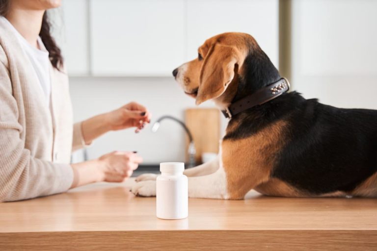 Is Pepto Bismol Safe for Dogs