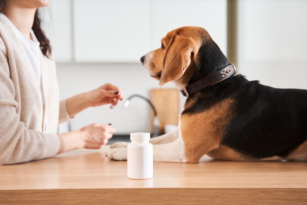 Is Pepto Bismol Safe for Dogs